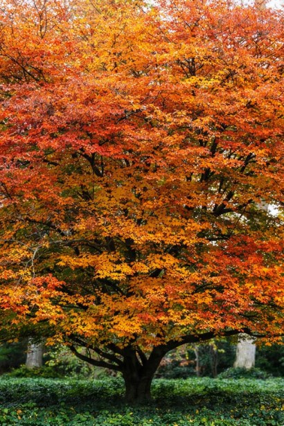 Парротія перська|Parrotia persica|Парротия персидская